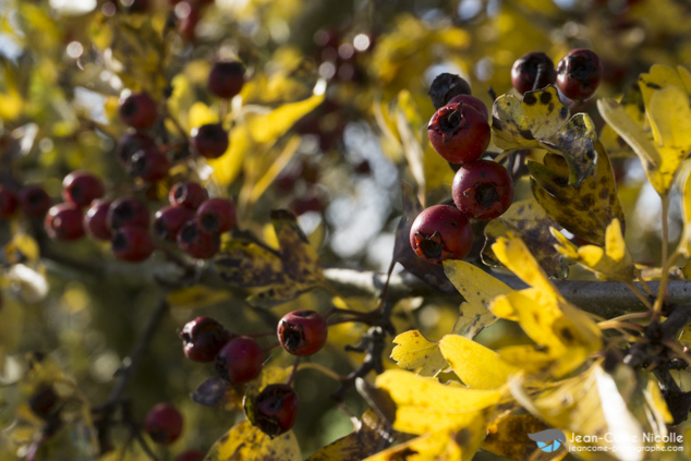 Cenelles rouges et feuilles jaunes d'un arbuste d'aubépine (Crataegus sp), aussi appelée épine blanche dans une haie champetre.